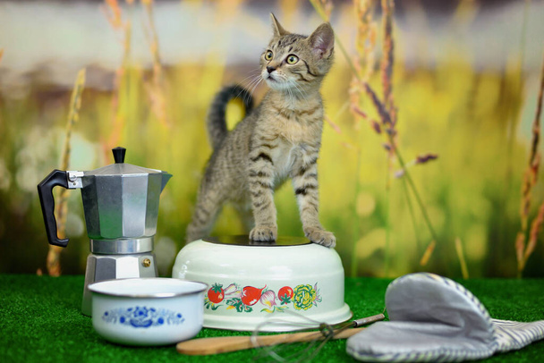 Tabby cat on a green background with kitchen utensils - pot, whisk, glove - Photo, Image