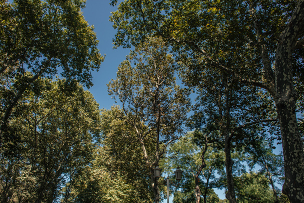 Laag hoekzicht van bomen en lantaarn met blauwe lucht op de achtergrond  - Foto, afbeelding