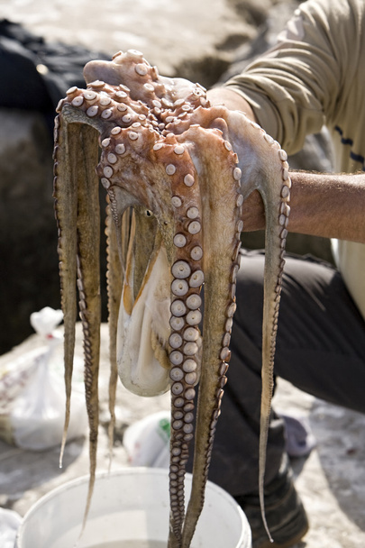 alleen de gevangen octopus in handen, estepona, Andalusië, Spanje - Foto, afbeelding