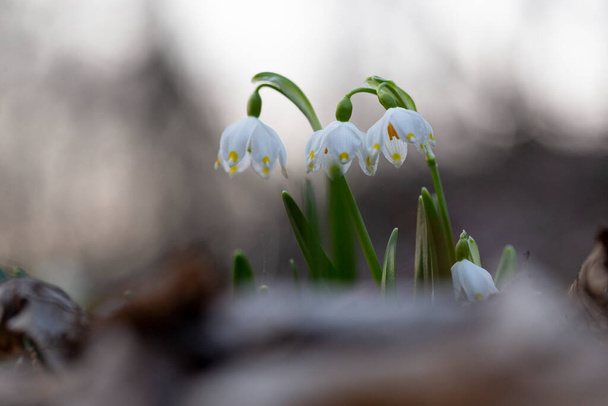 最初の春の花は夜の光の中で春の雪片(Leucojum vernum) 。Leucojum vernum,と呼ばれる春の雪の結晶は、アマリヨウ科の多年生球根開花植物種です。.  - 写真・画像