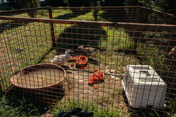 Patos pastando cerca de sandía en seto sobre hierba  - Foto, Imagen