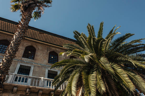 Low angle view of palm trees near facade of old building in Istanbul, Turkey  - Photo, Image