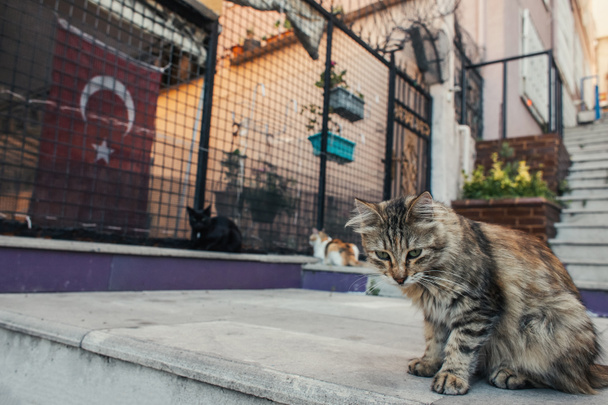 Bezdomny kot siedzący na schodach na miejskiej ulicy w Stambule - Zdjęcie, obraz