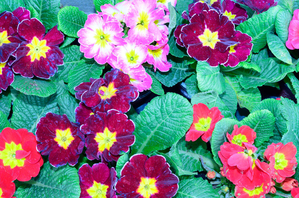 beautiful primrose flowers on blurred background, spring concept, close view   - Photo, Image