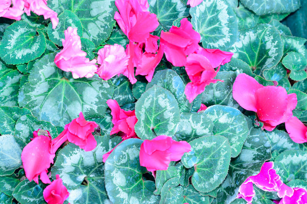 beautiful cyclamen flowers on blurred background, spring concept, close view   - Photo, Image