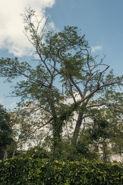 Arka planda gökyüzü olan ağaç ve bitkilerin düşük açılı görüntüsü - Fotoğraf, Görsel