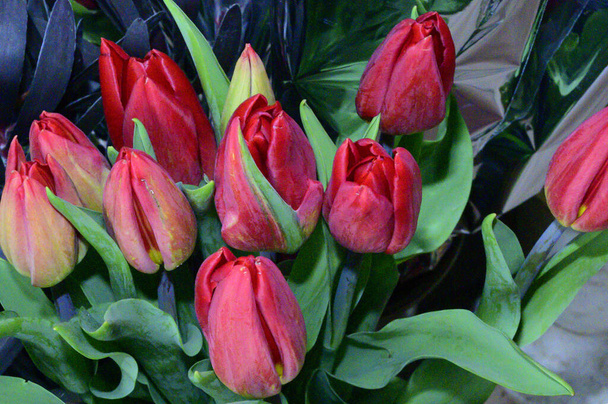 bukiet pięknych świeżych tulipanów, wiosenna koncepcja, widok z bliska   - Zdjęcie, obraz