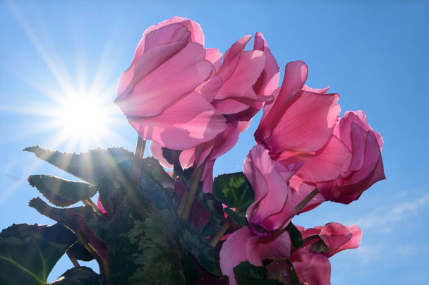 gyönyörű ciklámen virágok elmosódott háttérrel, tavasz koncepció, közelkép   - Fotó, kép