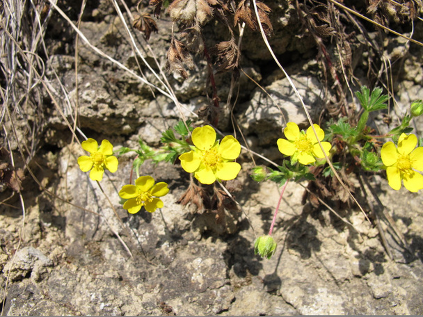 tavaszi cinquefoil - Fotó, kép