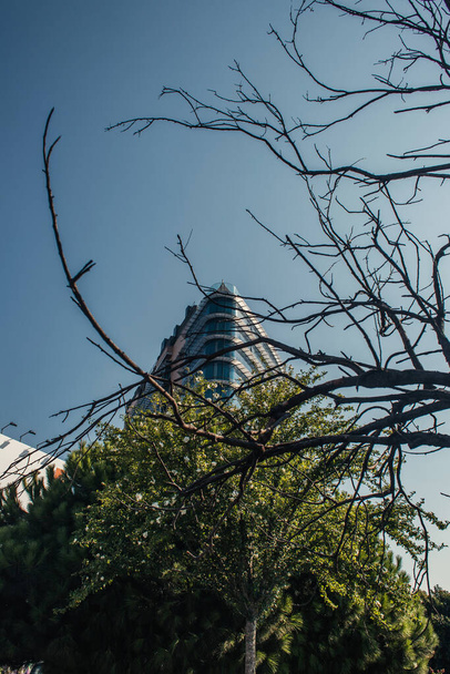 Χαμηλή γωνιακή άποψη των κλαδιών των δέντρων με κτίριο στο παρασκήνιο, Κωνσταντινούπολη, Τουρκία  - Φωτογραφία, εικόνα