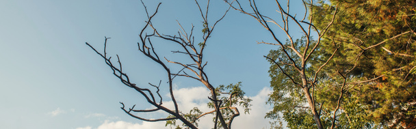 Matala kulma näkymä kuivan puun oksat taivaalla taustalla, banneri  - Valokuva, kuva