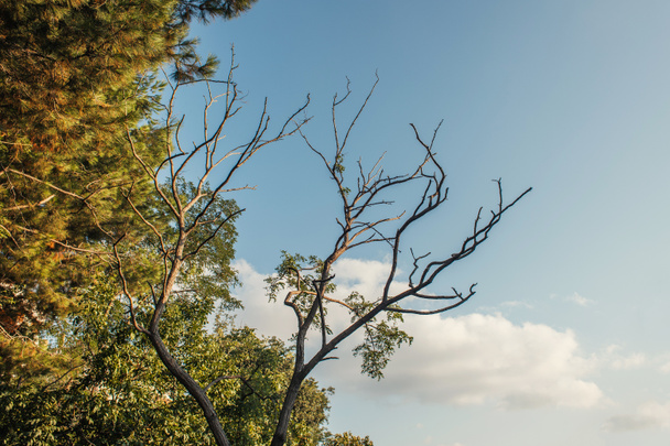 Matala kulma näkymä kuivan puun oksat taivaalla taustalla  - Valokuva, kuva