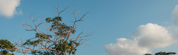 Дерево с листьями и сухими ветвями на открытом воздухе, баннер  - Фото, изображение