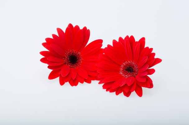 Gerberas rojas flor de margarita - Foto, imagen