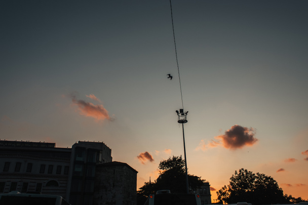 Low angle view of bird in sky above buildings and tress during sunset, Istanbul, Turkije  - Foto, afbeelding