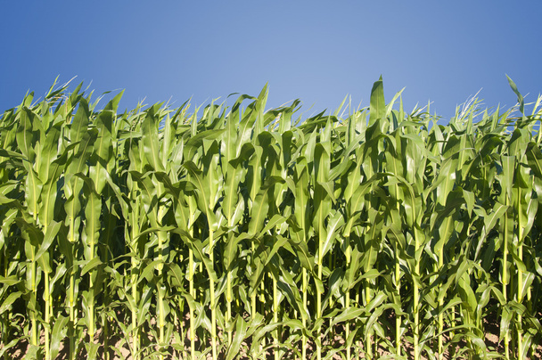 pola kukurydzy na białym tle - Zdjęcie, obraz