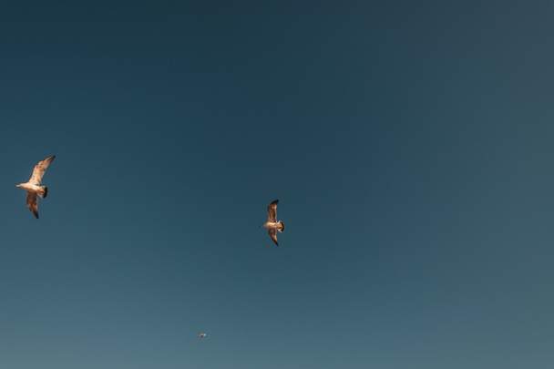 gaviotas volando en azul, cielo despejado - Foto, Imagen