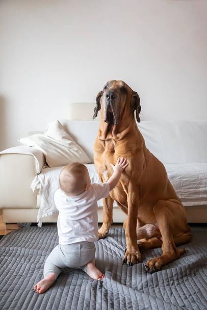 Little girl playing with big dog in home living room in white color. Dog is fila brasileiro breed. The concept of lifestyle, childhood, upbringing - Photo, Image