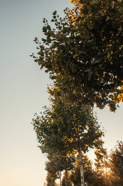Низкий угол обзора сикамор на фоне ясного неба - Фото, изображение