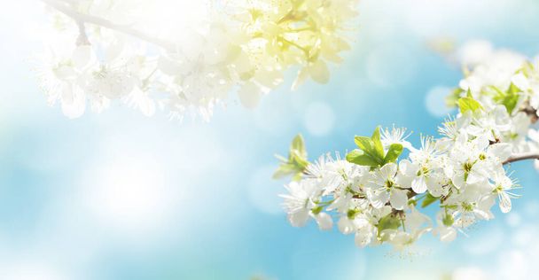 Сонячний фон з весняним цвітінням вишні. Квітковий фон з пробілом для копіювання
 - Фото, зображення