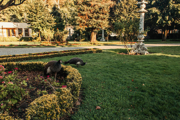 Pfauen in der Nähe von Buchsbaumbüschen und Rasenflächen im Park - Foto, Bild