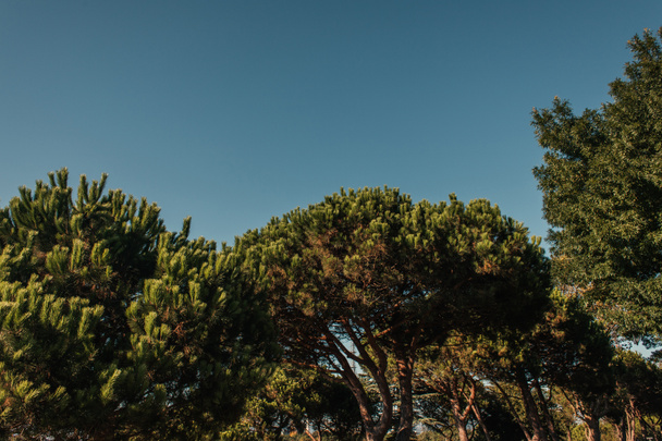 vista de ángulo bajo de pinos altos contra el cielo azul - Foto, imagen