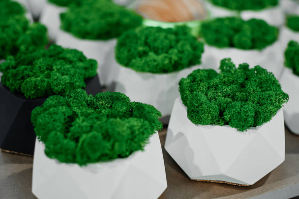 Mousse verte stabilisée dans des pots en béton blanc - Photo, image