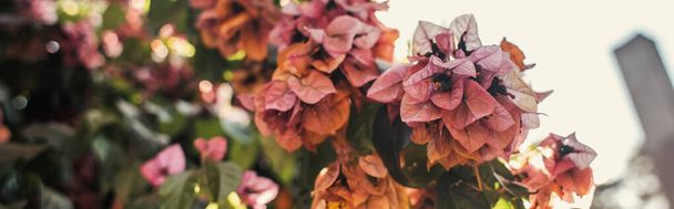 ピンクの花を咲かせるブッシュバナー - 写真・画像