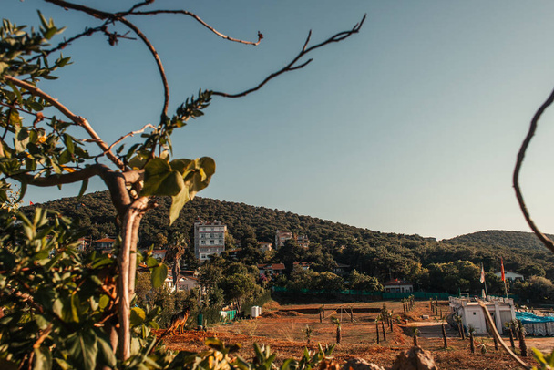 dry tree, and view of buildings on green hill - Photo, Image