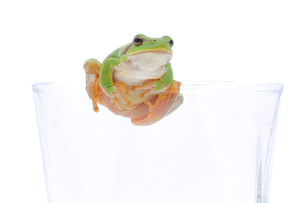 Frog in glassful - Φωτογραφία, εικόνα