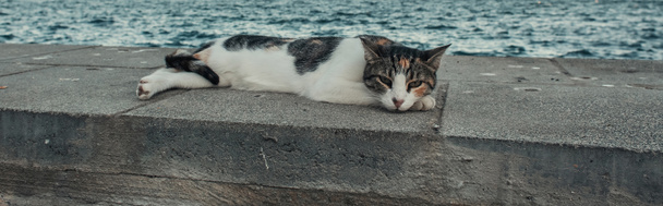 homeless cat lying on border near sea, banner - Photo, Image