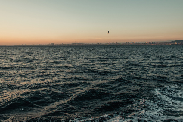 日没時に波状の海を飛ぶカモメ - 写真・画像