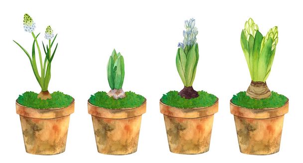 Hand-drawn watercolor set of hyacinths in pots isolated on white background. Spring bulb flowers in clay pots: white muscari, growing hyacinth, one blue hyacinth, two white-green hyacinths. - Photo, Image