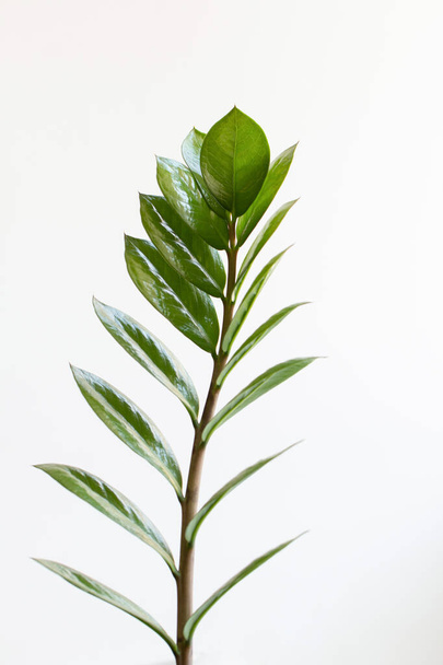 Tropische zamioculcas plant tak met bladeren op witte achtergrond. - Foto, afbeelding