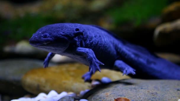 Salamander schwimmt im Teich, Chiangmai Thailand - Filmmaterial, Video