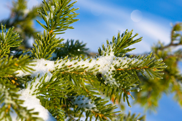 Christmas evergreen spruce tree with fresh snow - 写真・画像