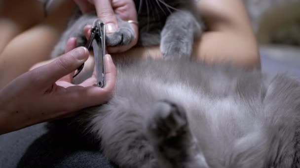 Γυναίκα που χρησιμοποιεί τις ρώγες κόβει τα νύχια στο σπίτι της Βρετανικής γάτας. Νύχι κλάμινγκ. Περιποίηση. 4K - Πλάνα, βίντεο