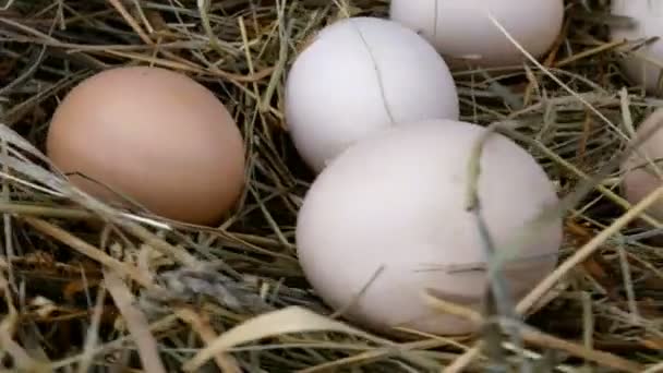 Os ovos de galinha crus frescos orgânicos encontram-se no feno e giram no sentido horário em círculo. Close-up. - Filmagem, Vídeo