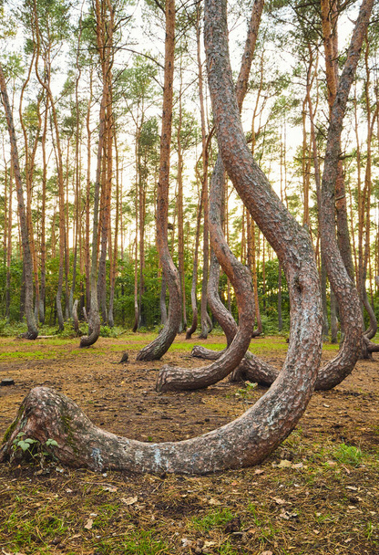Podivně tvarované borovice v Crooked Forest při západu slunce, selektivní zaměření, Polsko. - Fotografie, Obrázek