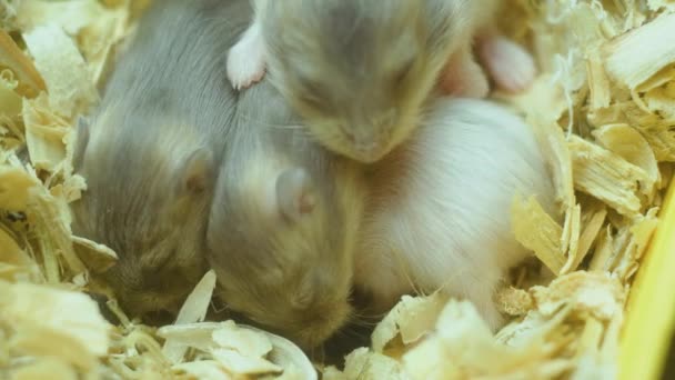 Vista macro close-up de bebês recém-nascidos da família hamster na fazenda no ninho de serragem - Filmagem, Vídeo