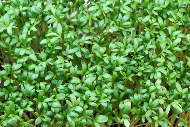Live growing micro greens sprouts of watercress close-up vegetable background healthy vegetable supplement in salads - Photo, Image