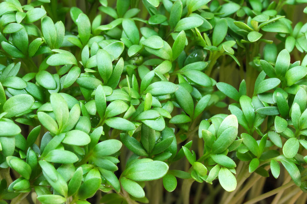 Live growing micro greens sprouts of watercress close-up vegetable background healthy vegetable supplement in salads - Photo, Image