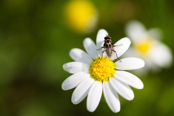 daisy with yellow centre and white petals in woodland. A fly is perched on the flower. Out of focus background and selective focus and background and selective focus and bokeh effect - Photo, Image