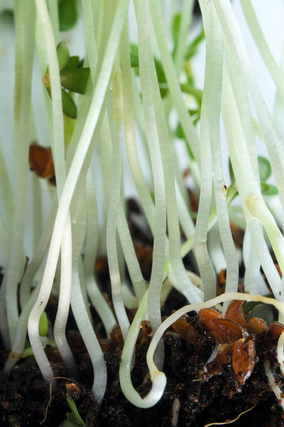 Живая растущая микрозелень ростки водяного кресса крупным планом овощной фон здоровой растительной добавки в салатах - Фото, изображение