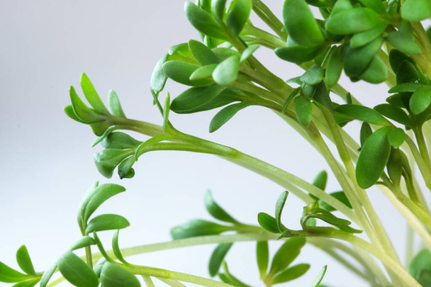 Levende groeiende micro-greens spruiten van waterkers close-up plantaardige achtergrond gezonde plantaardige supplement in salades - Foto, afbeelding