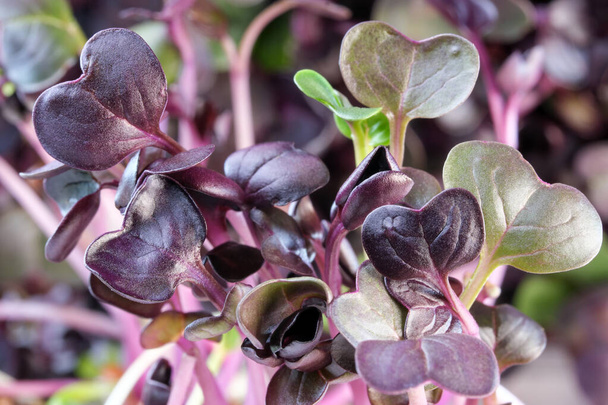 Levende groeiende micro-greens spruiten van paarse radijs close-up plantaardige achtergrond gezonde plantaardige supplement in salades - Foto, afbeelding