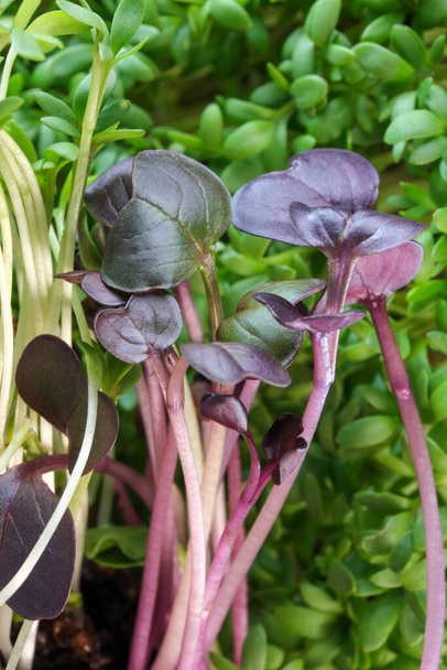 Crescimento vivo micro brotos verdes de agrião e rabanete roxo close-up fundo vegetal suplemento vegetal saudável em saladas - Foto, Imagem