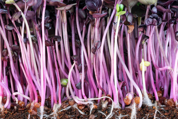 Живая растущая микрозелень ростки фиолетовой редис крупным планом растительного фона здоровые овощные добавки в салатах - Фото, изображение