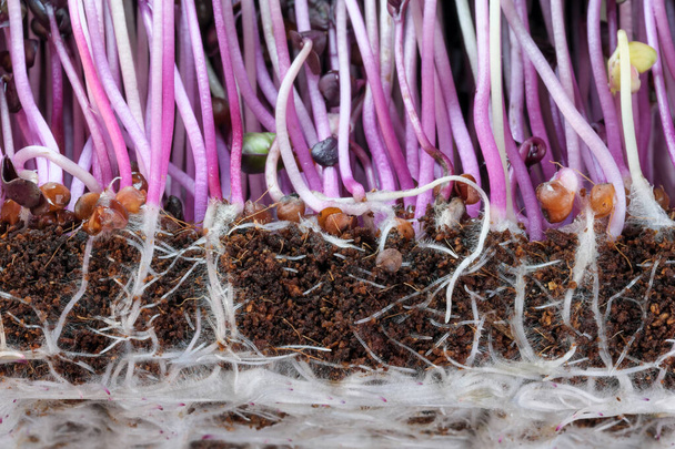 Жива зростаюча мікрозелень паростки фіолетової редьки крупним планом овочевий фон здорової рослинної добавки в салатах
 - Фото, зображення