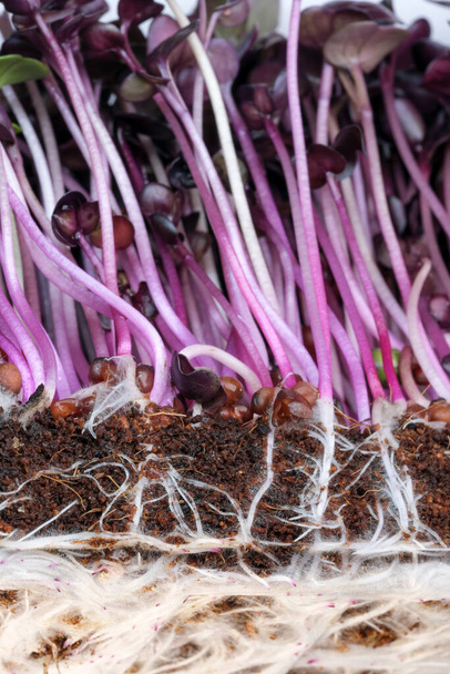Live growing micro greens sprouts of purple radish close-up vegetable background healthy vegetable supplement in salads - Photo, Image